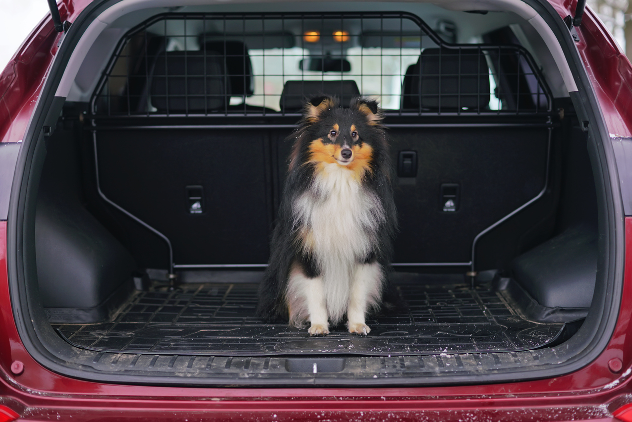 Grille de protection pour la sécurité d'un animal en voiture