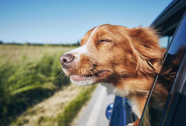 Peut-on laisser son chien passer sa tête par la fenêtre en roulant ?